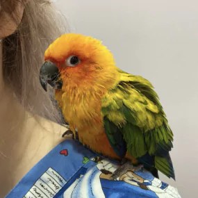 parrot