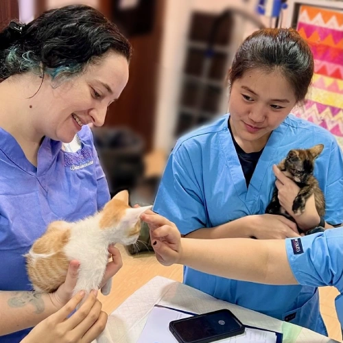 Kitten care - Fear-Free veterinary clinic in Singapore